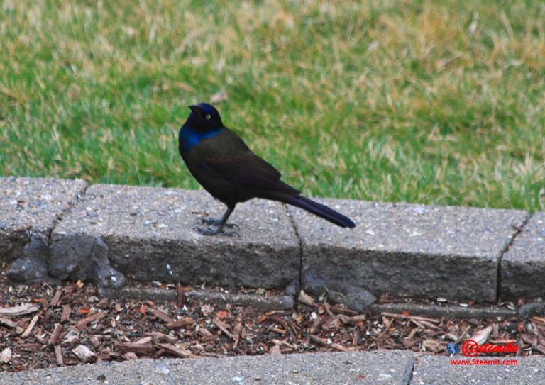 Common Grackle IMG_0259.JPG