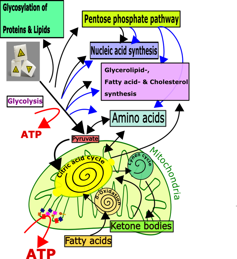 Biochemie II english.png