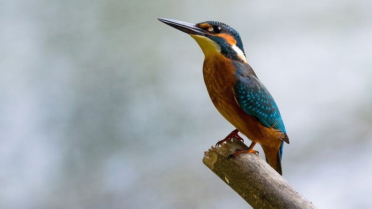 alcedo-atthis-881594__480.jpg