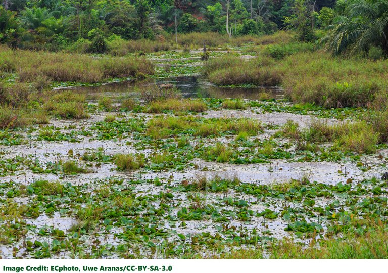 swamp District-Keningau_Sabah_Swamp-at-Keningau-Sook-Road-01© CEphoto, Uwe Aranas  CC-BY-SA-3.0.jpg