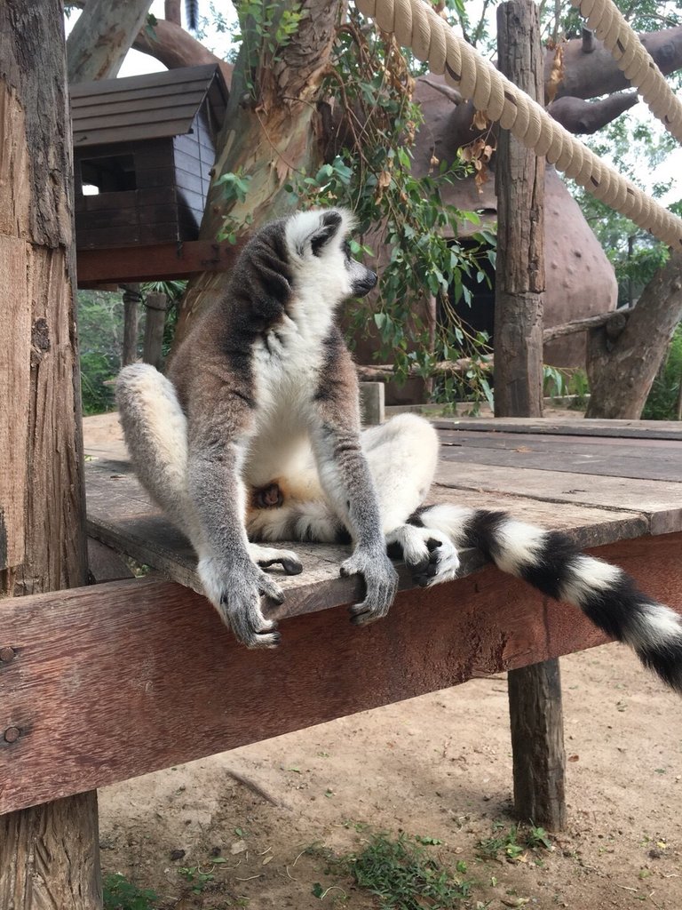 Khao Kheow Open Zoo23.jpg