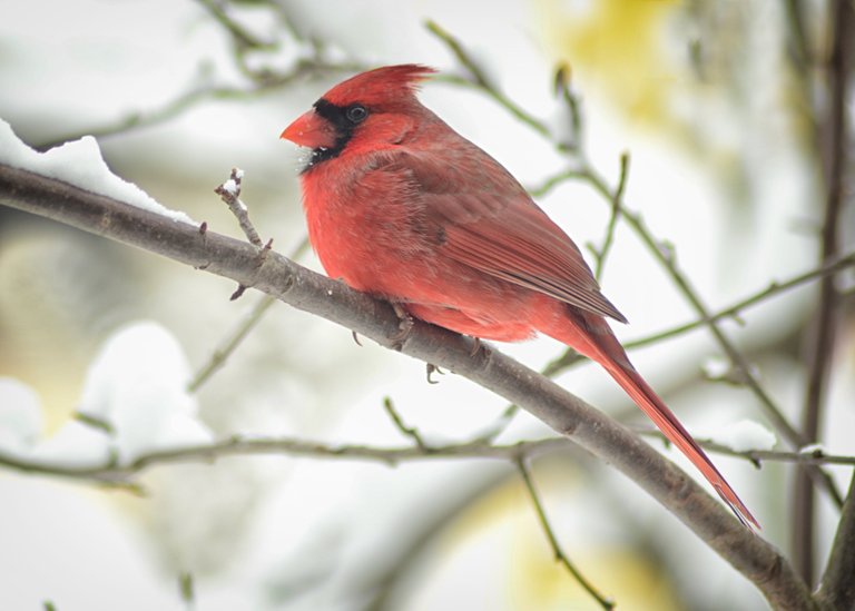 1 Cardinal in Snow.jpg