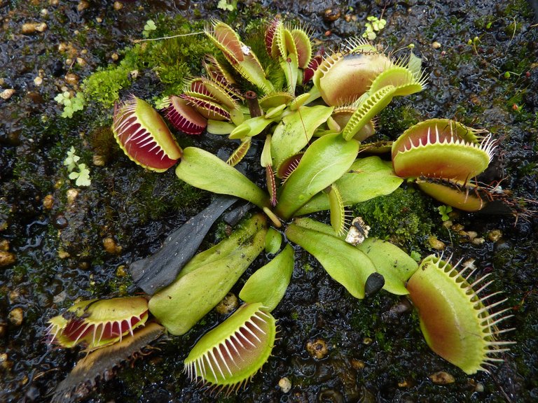 venus-fly-trap-962575_1920.jpg