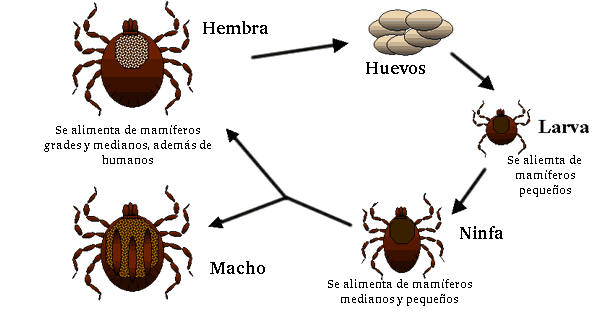 ciclovidagarrapatasDixie (1).png