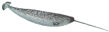 Copia (2)  de Narwhal.png