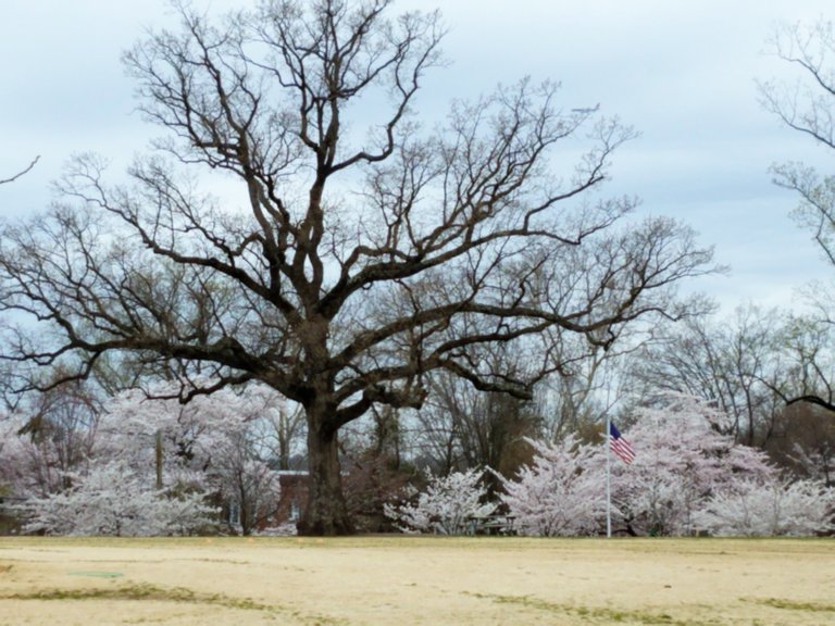 stoddert tree.jpg