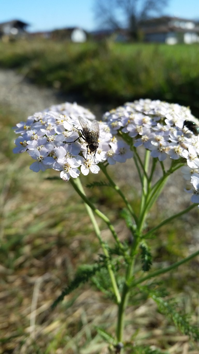 spreadfire1 yarrow flies 4.jpg