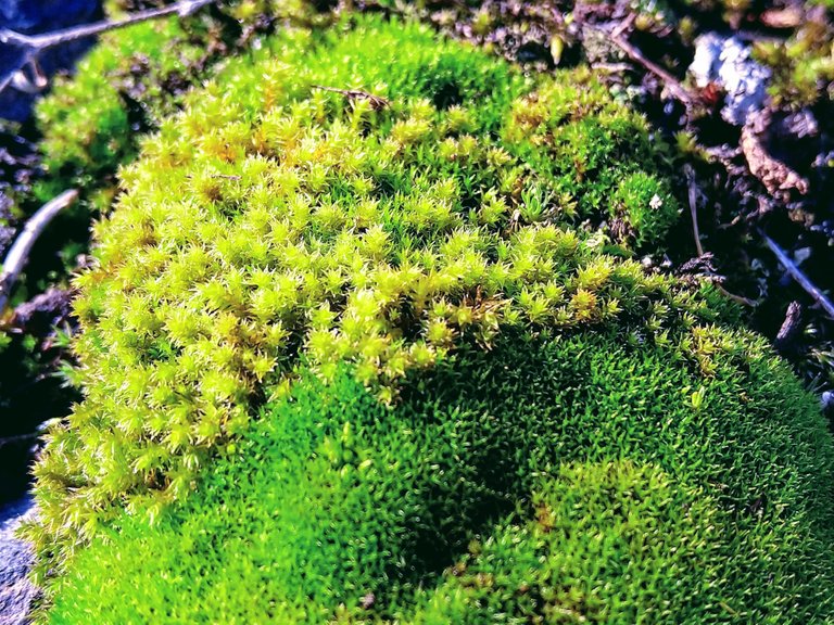 macro_green.jpg