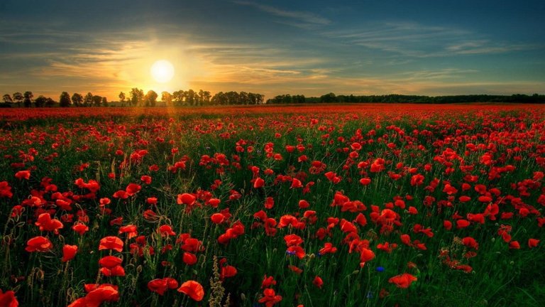 poppy-field-at-sunset.jpg