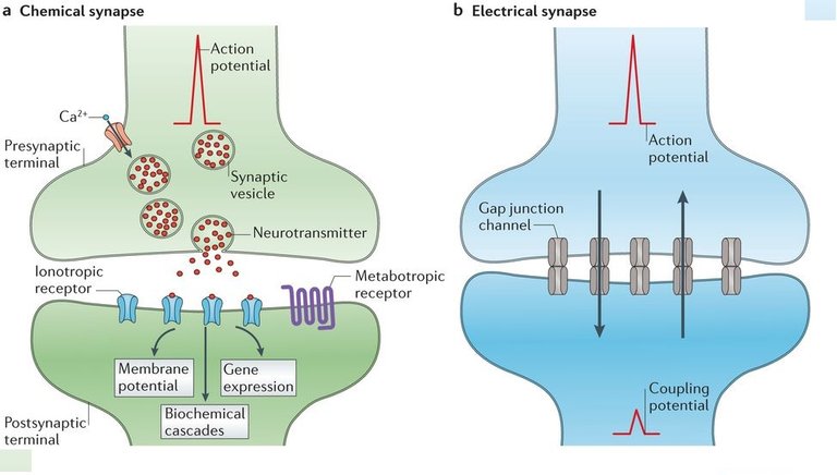 neuro part 5.jpg