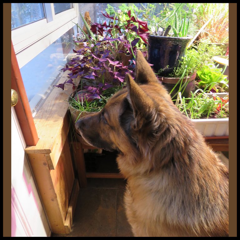 Bruno looking out window by door in sun room.JPG