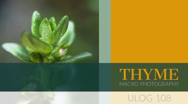 ULOG 108 - Thyme Macro Photography
