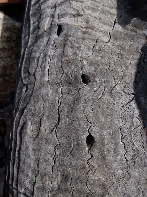 carpenter bee nests.jpg