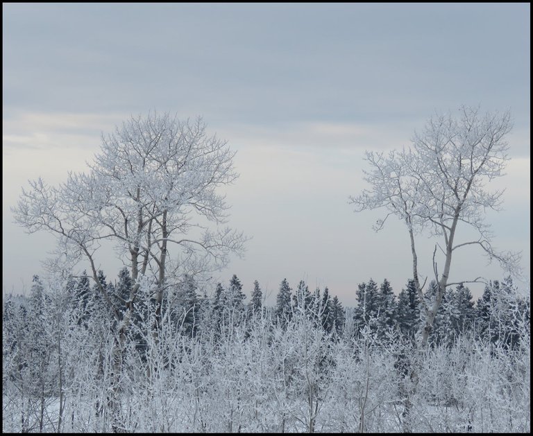 hoar frost scene 2 poplars trees line of shrubs line of evergreens.JPG