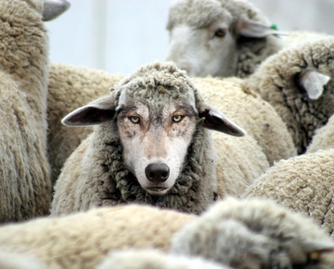 Wolf in sheeps clothing.png