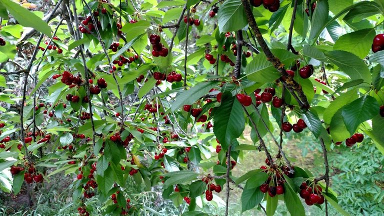 homestead homesteading cherries harvest nature cherry jelly recipe 2.jpg