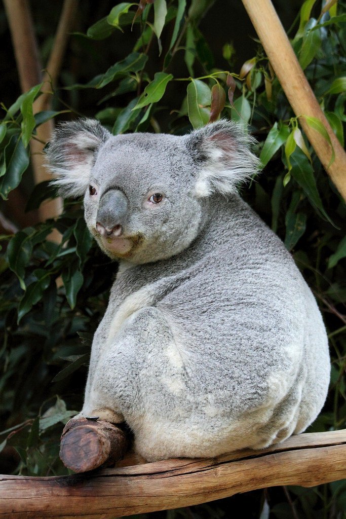 4996717442-koala (FILEminimizer).jpg