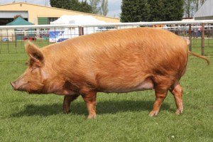 tamworth-pig.jpg