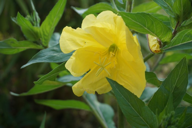 Evening primrose | Gemeine Nachtkerze | Oenothera biennis