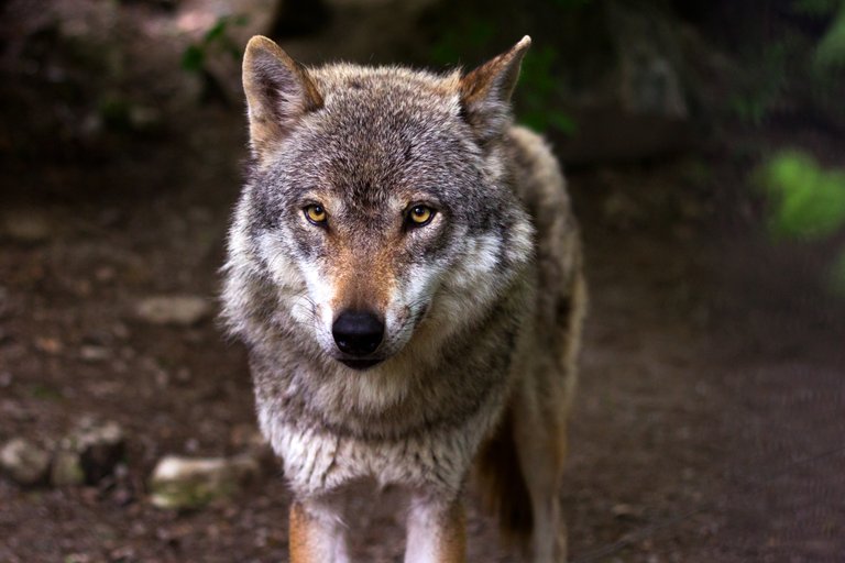 wolf-635063.jpg