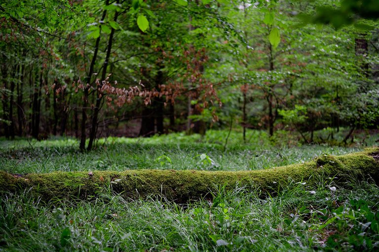 clearing in a rainy forest original photography by fraenk