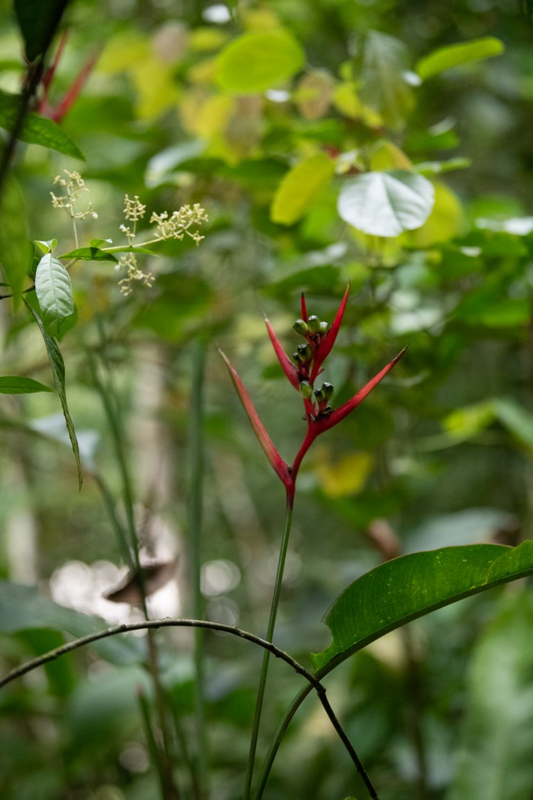 PeruFlowers-MikeBryantPhotography-40.jpg