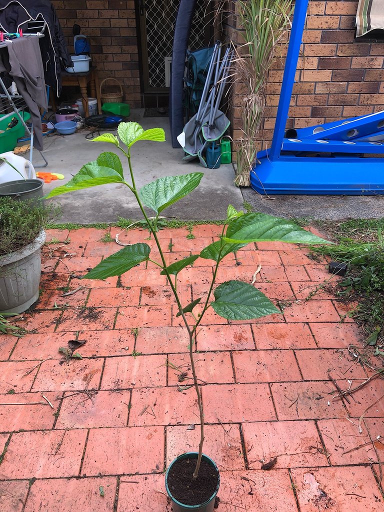 Potted mulberry cutting