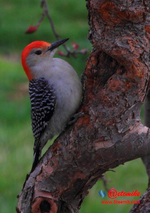 Red-bellied Woodpecker PFW0053.JPG