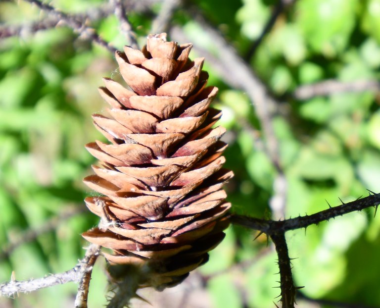 Pine cone one captain cook park 7-17-18.jpg