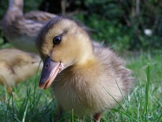 duckies-3-1379886.jpg