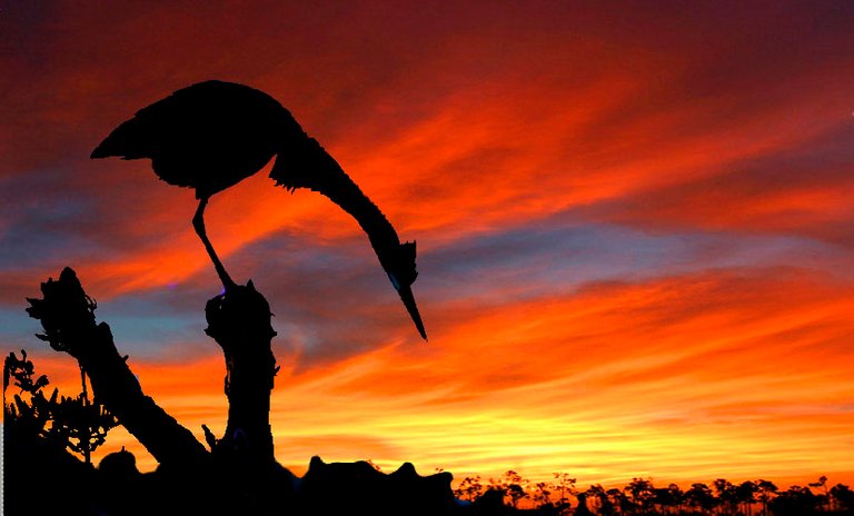 silhouette-photography-of-bird-3.jpg