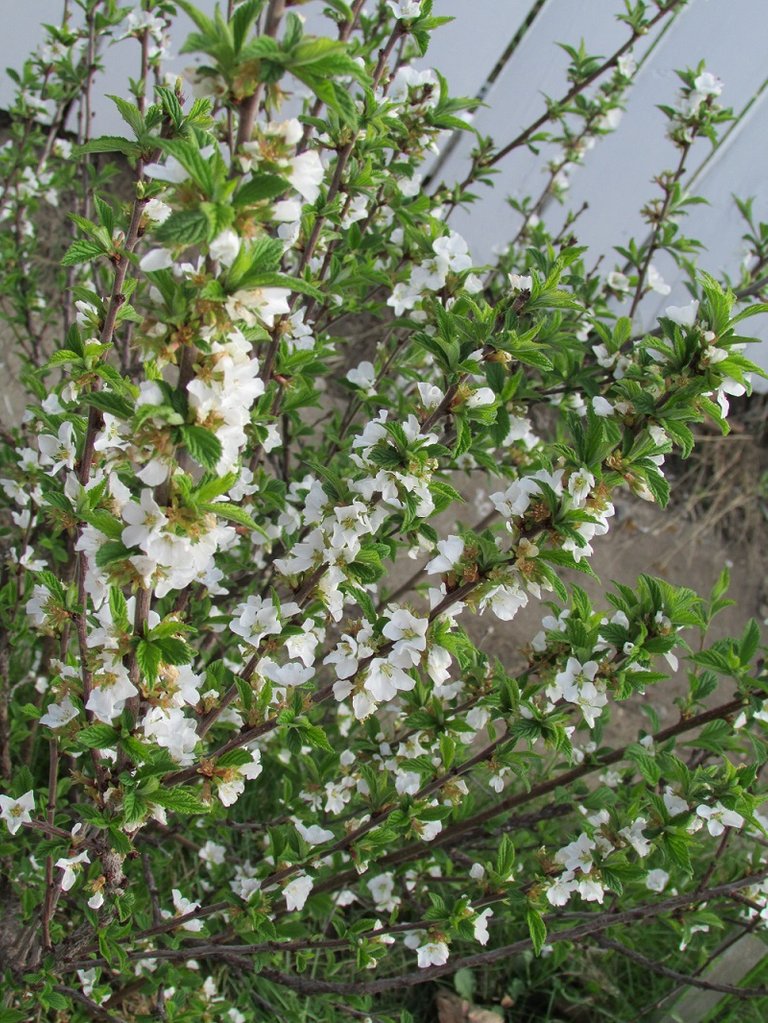 nankin cherries.JPG