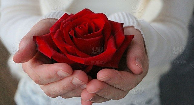 stock-photo-love-romance-rose-hands-petals-flowers-one-woman-minimalist-bbd7f95f-6905-4b25-bce9-301a72a2a513.jpg