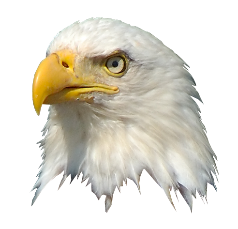 Bald Eagle Head Transparent proxy.duckduckgo.com.png