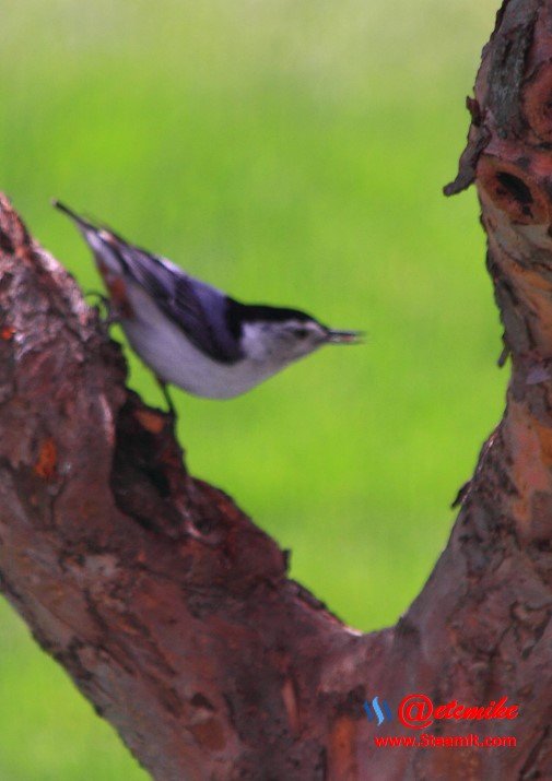 White-breasted Nuthatch PFW21-0118.JPG