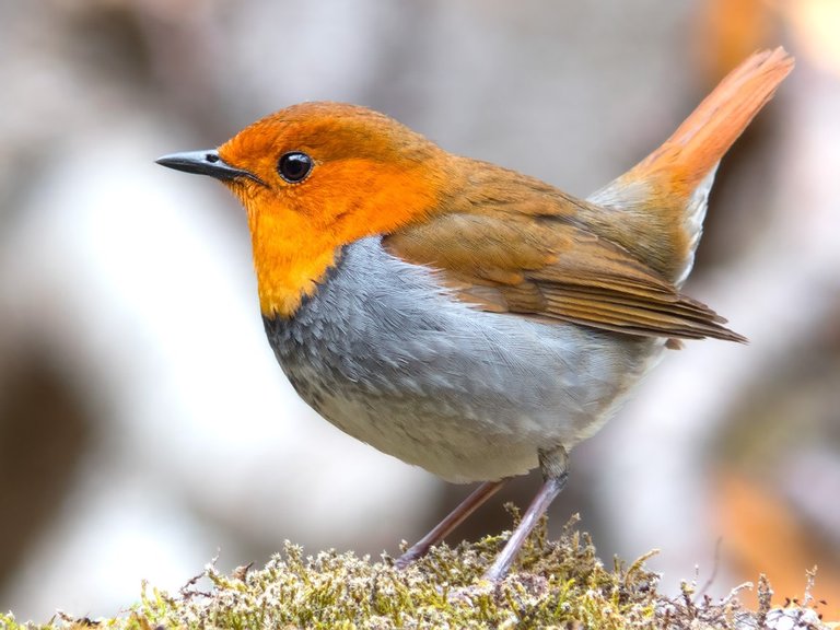 robin-944887_960_720.jpg