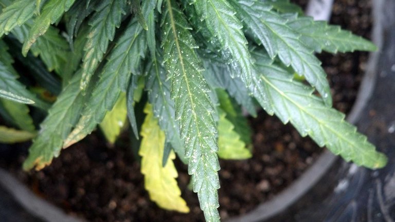 spider-mite-damage-cannabis.jpg