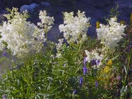 filipendula3.jpg