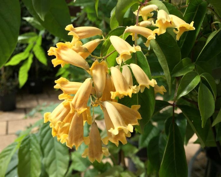 Pandorea-Pandorana-Lemon-Bells-11a.jpg