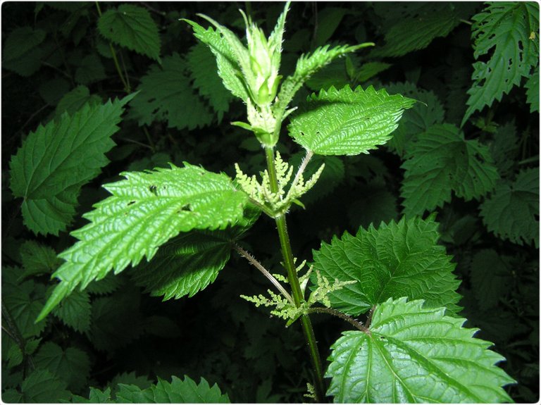 Stinging-Nettle.jpg