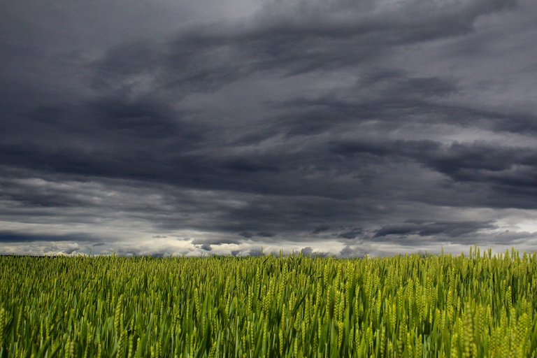 landscape-grass-horizon-cloud-sky-field-1414981-pxhere.com.jpg