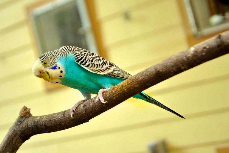 parakeet-244785_1920.jpg