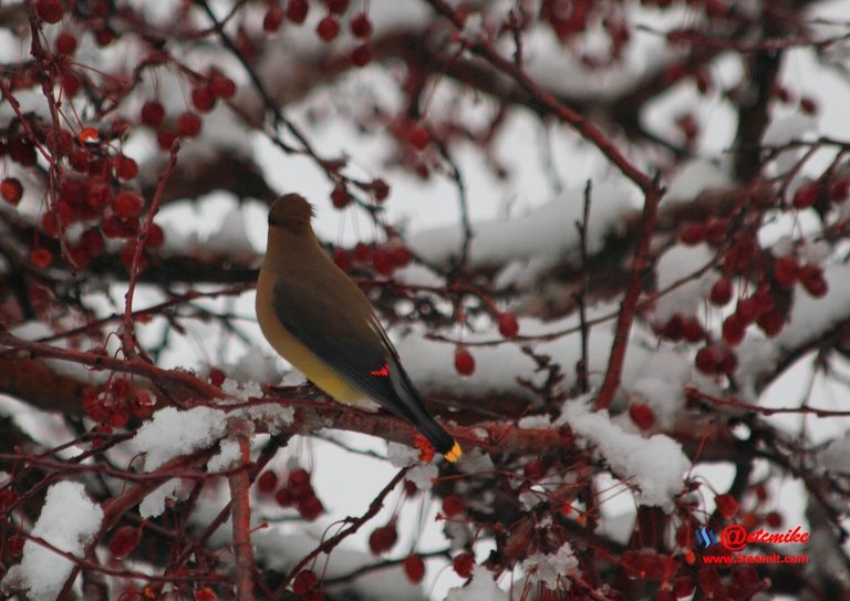 Cedar Waxing IMG_0057.JPG