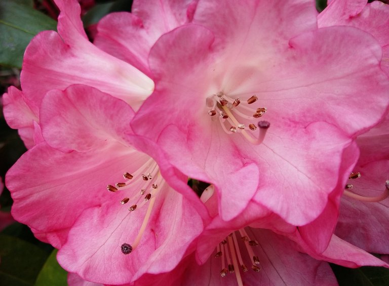 rhododendron flowers.jpg