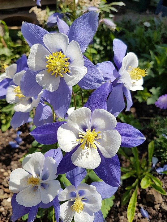 Bloom-Flower-Plant-Summer-Spring-Aquilegia-Floral-3428995.jpg