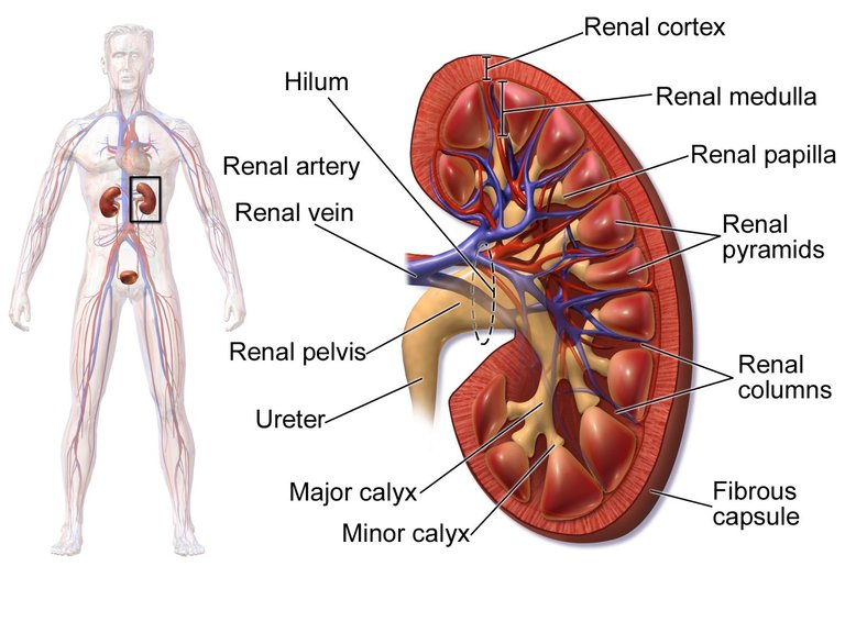 body-parts-heart-kidni-all-human-kidney-all-parts-pic-set-human-anatomy-parts-liver-heart.jpg