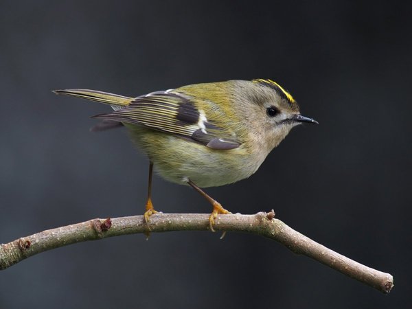 8 goldcrest.jpg