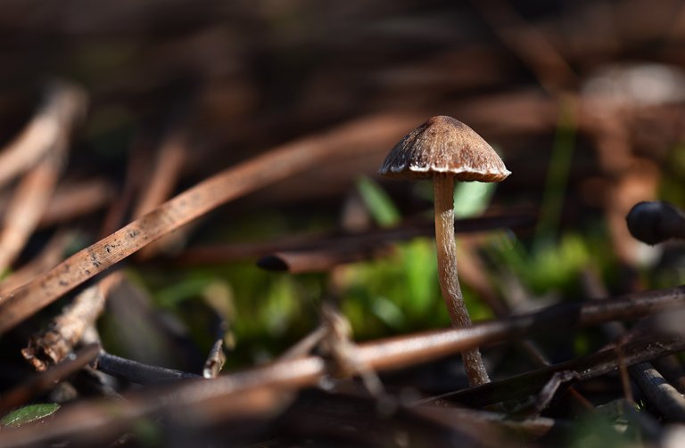 mushrooms mini pines 2.jpg