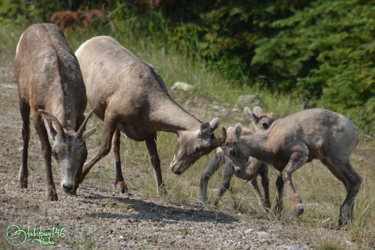 big horn sheep.jpg