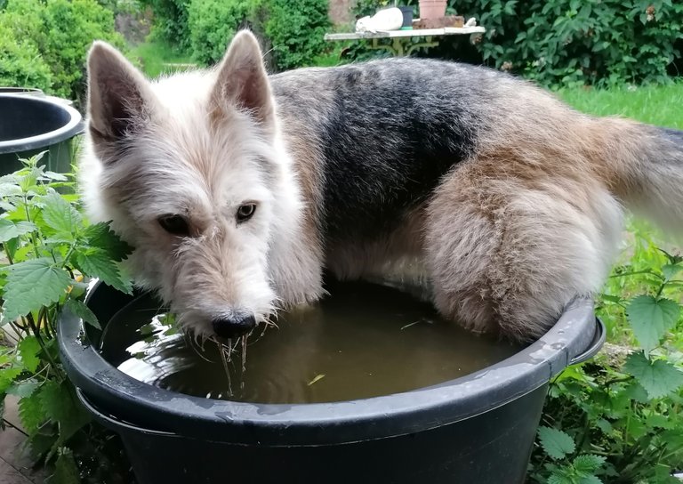 Der Hund geht baden 